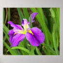 Recherche de iris pourpre Jardin