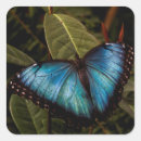 Recherche de morphos autocollants Nature
