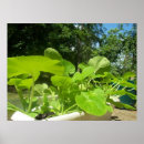 Recherche de courgette art Légume