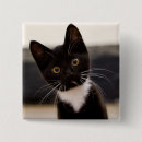 Recherche de chaton noir et blanc badges Animal