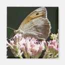 Recherche de jolis papillons magnets Toute personne