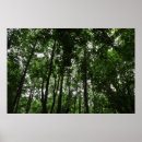 Recherche de arbres noirs blancs posters Photographie