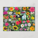 Recherche de rose victorien rose cartes postales Fleur sauvage