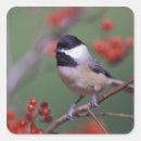 Recherche de mésange autocollants Nature