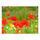 Recherche de pavot photographie Photographie de la nature