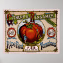 Recherche de tomate mûre posters Nourriture