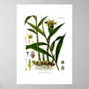 Recherche de gingembre posters Vintage