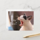 Recherche de impatient cartes postales Chat