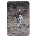 Recherche de jack russel magnets Terrier