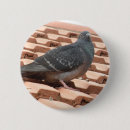 Recherche de pigeons badges Nature