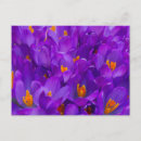 Recherche de crocus cartes postales Plante