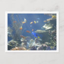 Recherche de poissons tropicaux cartes postales Tropical