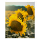 Recherche de sunflower posters Pour elle