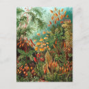 Recherche de haeckel cartes postales Nature