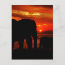 Recherche de éléphants cartes postales Coucher de soleil