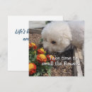 Recherche de bichons vœux cartes Toute personne