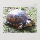 Recherche de tortue boîte cartes postales Pour tous