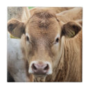 Recherche de veau carreaux Mignon