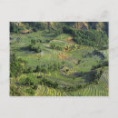 Recherche de yunnan cartes postales Agriculture