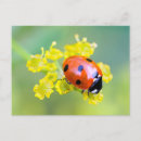 Recherche de insecte cartes postales Coccinelle