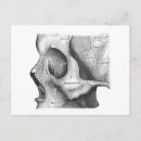Recherche de de crâne cartes postales Dessin