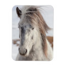 Recherche de tête de cheval magnets Superstock