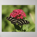 Recherche de plan rapproché posters Papillon