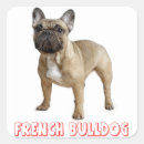 Recherche de frenchie autocollants Chiots
