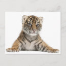 Recherche de sumatra cartes postales Faune