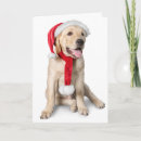 Recherche de yellow lab christmas vœux cartes Mignon