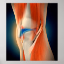 Recherche de jambe humaine posters Médical