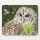 Recherche de hibou barré Faune