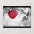 Recherche de pommes cartes postales Fruit