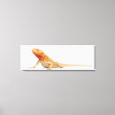 Recherche de pogona art Reptiles
