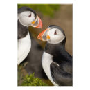 Recherche de oiseaux marins posters Faune