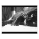 Recherche de chat noir et blanc posters Chatons