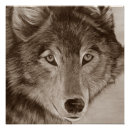 Recherche de portrait de loup posters Loups