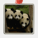 Recherche de panda de bébé ornements Animal