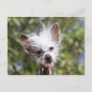 Recherche de chien chinois cartes postales Animaux domestiques
