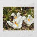 Recherche de fleurs de crocus cartes postales Pour tous