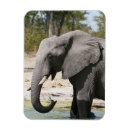 Recherche de éléphant magnets Botswana