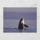 Recherche de épaulards cartes postales Faune