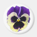 Recherche de pensée jaune magnets Pourpre