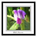 Recherche de pois rose posters Pour tous