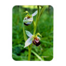 Recherche de orchidee magnets Nature