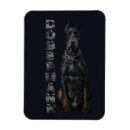 Recherche de pinscher magnets Dobère
