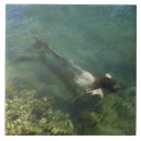 Recherche de aileron de queue Nature