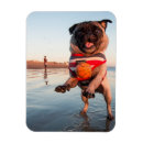 Recherche de récupération magnets Chien
