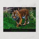 Recherche de tigre rayures cartes postales Félin