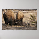 Recherche de bison buffle posters Jaune